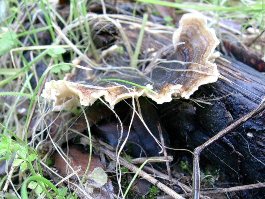 1879 Gennaio vecchio ritrovamento